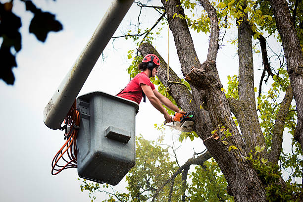 How Our Tree Care Process Works  in Morgan Hill, PA